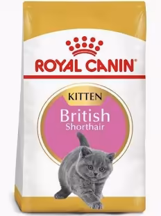 FBN KITTEN BRITISH SHORTHAIR 2K