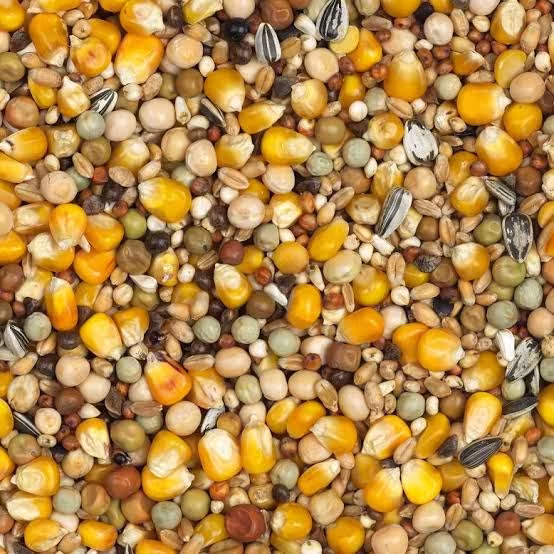 بوشار
